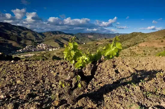 涨知识，西班牙10大葡萄酒产区，值得收藏