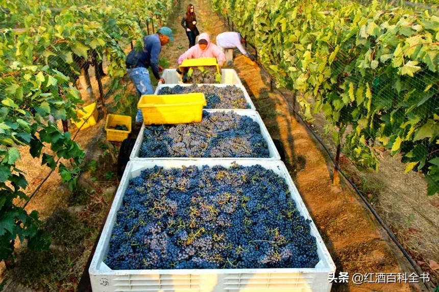 你知道酿造一瓶葡萄酒需要多少颗葡萄吗？