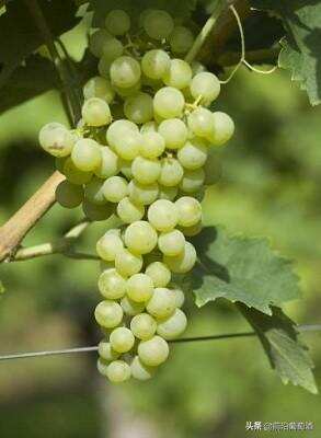 托斯卡纳特雷比奥罗,科普最常见的100种葡萄酒佳酿之一特雷比奥罗