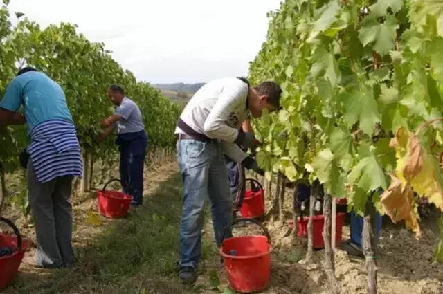 看图有真相：名庄是怎么酿造葡萄酒的？