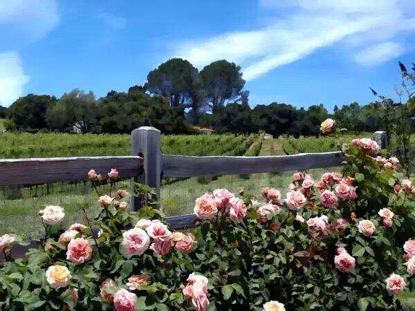 解惑丨葡萄园里为什么要种玫瑰花？