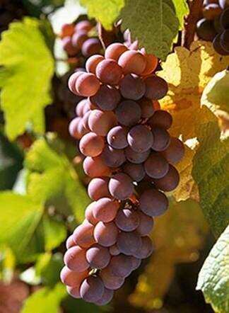 朱卫东：哪些葡萄是阿尔萨斯的贵族品种