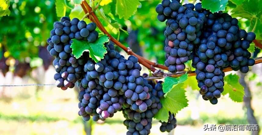 小味儿多葡萄酒,科普最常见的100种葡萄酒佳酿之一小味儿多葡萄酒