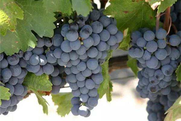 猎人谷：澳洲“文武双全”的葡萄酒产区