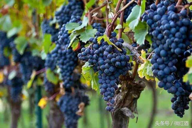 世上最被低估的6种顶级产区葡萄酒
