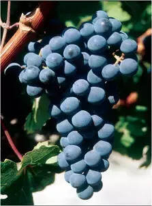 细数波尔多7大葡萄品种