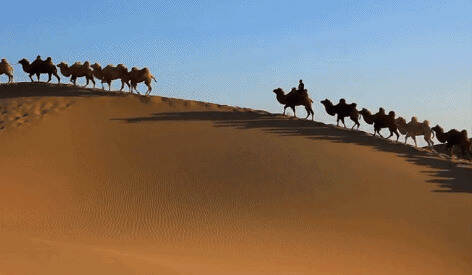 每个人的心中，都有一首《沙漠骆驼》