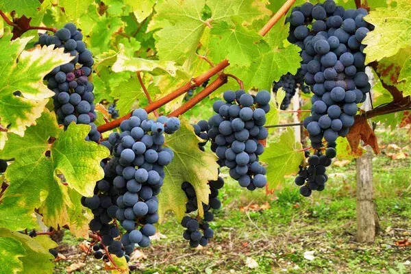 红葡萄酒和白葡萄酒的酿造过程究竟有什么区别？