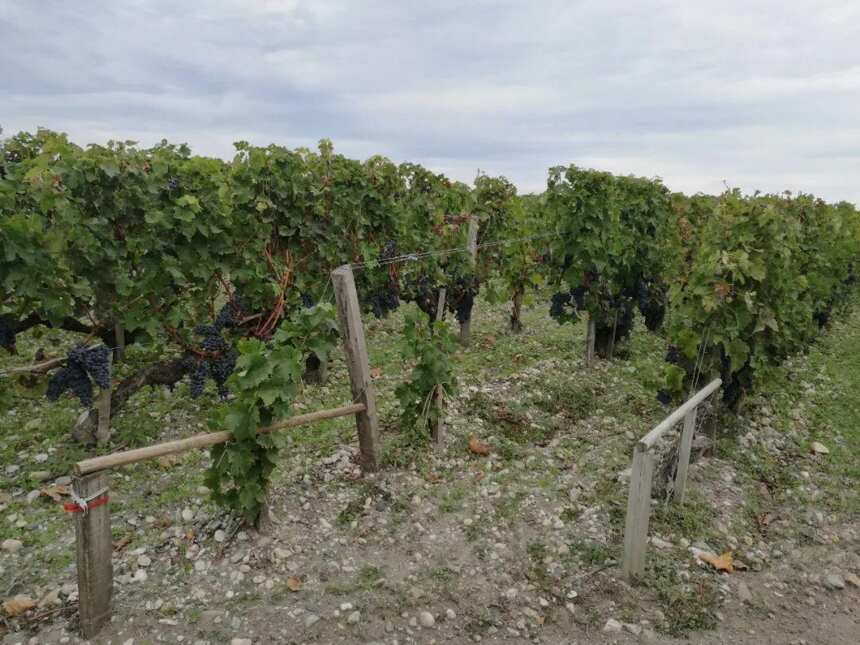 波尔多葡萄酒保价放大招，2020年AOP将主动减产20%