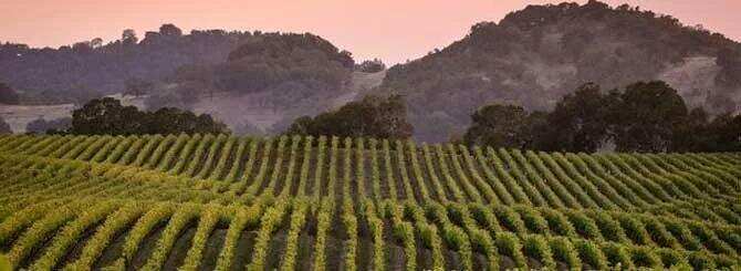 美国加州酒农为何要砍掉葡萄藤？