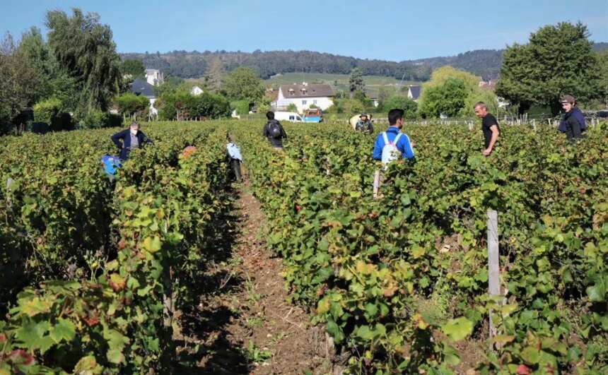 享誉全球葡萄品种酿造，玛兹-香贝丹特级园