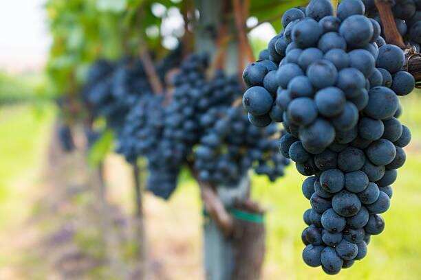 葡萄酒口味与葡萄品种