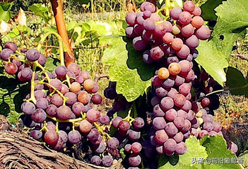 玫瑰妃葡萄酒，科普最常见的100种葡萄酒佳酿之一玫瑰妃葡萄酒
