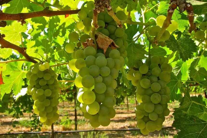 入门｜世界上最流行的 13 大白葡萄品种