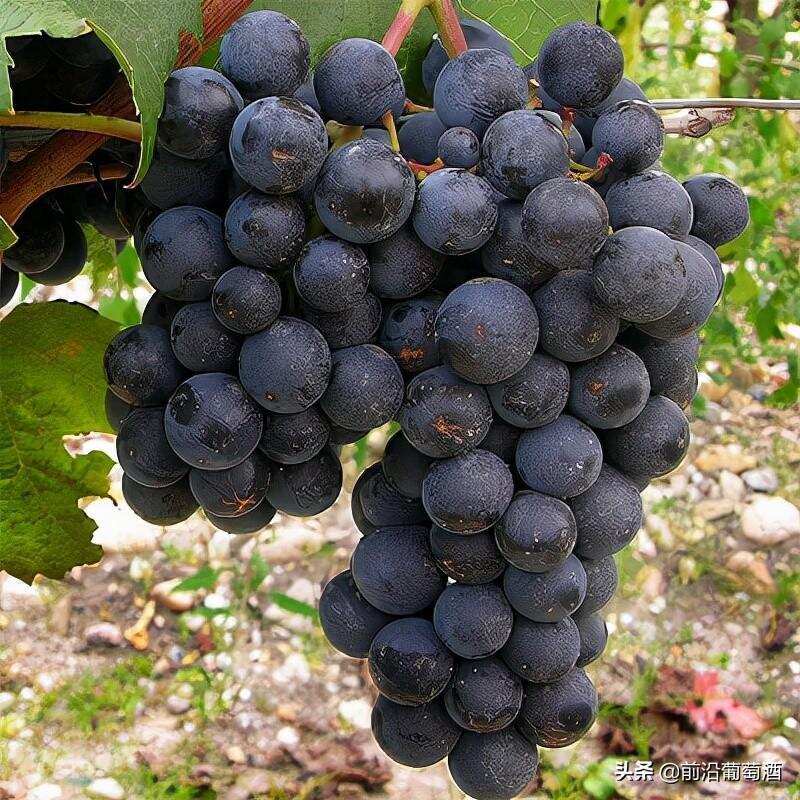 法国有哪些知名的红葡萄品种？法国知名红葡萄品种有什么特点？