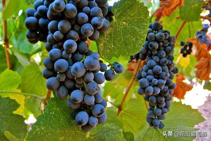 国家杜丽佳葡萄酒，科普最常见的100种葡萄酒佳酿之一国家杜丽佳