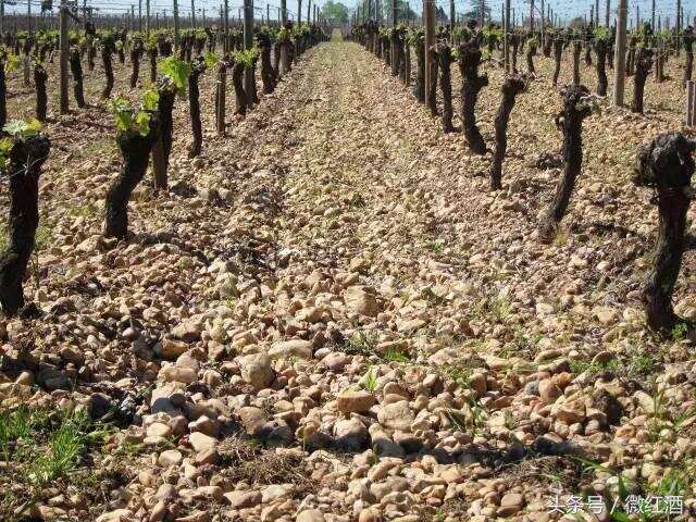 土壤越肥沃，酿出的葡萄酒越难喝？