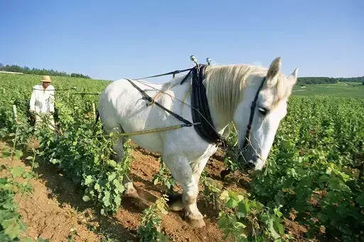 法国5大葡萄酒产区指南