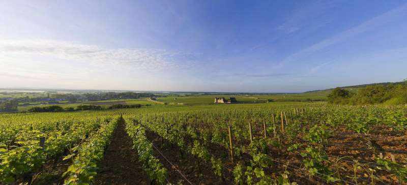夜丘唯一生产白葡萄酒的特级园——慕西尼
