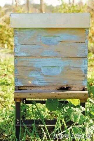 葡萄园里不采葡萄蜜的蜜蜂，养你有何用？