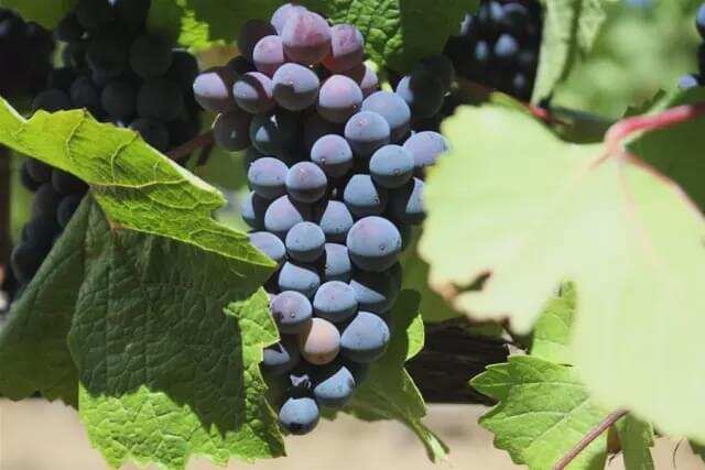 入门：世界上最火的 4 大一线红葡萄品种