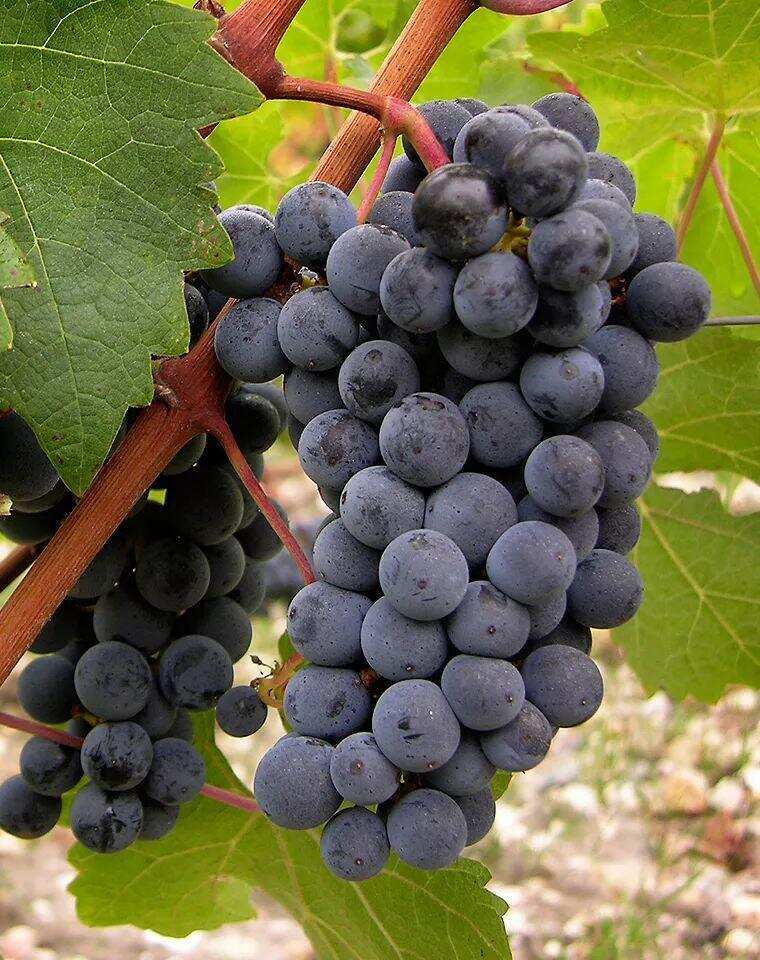 六个红葡萄品种，奏响波尔多风味交响曲