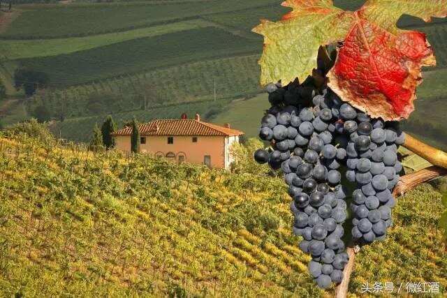 为什么说，意大利是葡萄酒界最难学的？