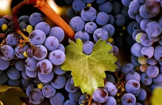 天生骄傲的“贵族葡萄品种”你知道几个？