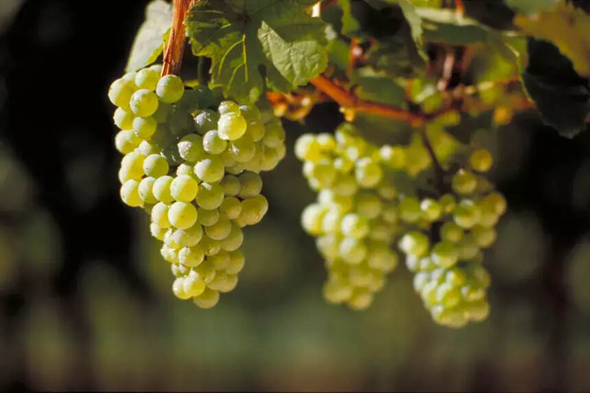 ​凉爽产区和温暖产区的葡萄酒，有什么区别？