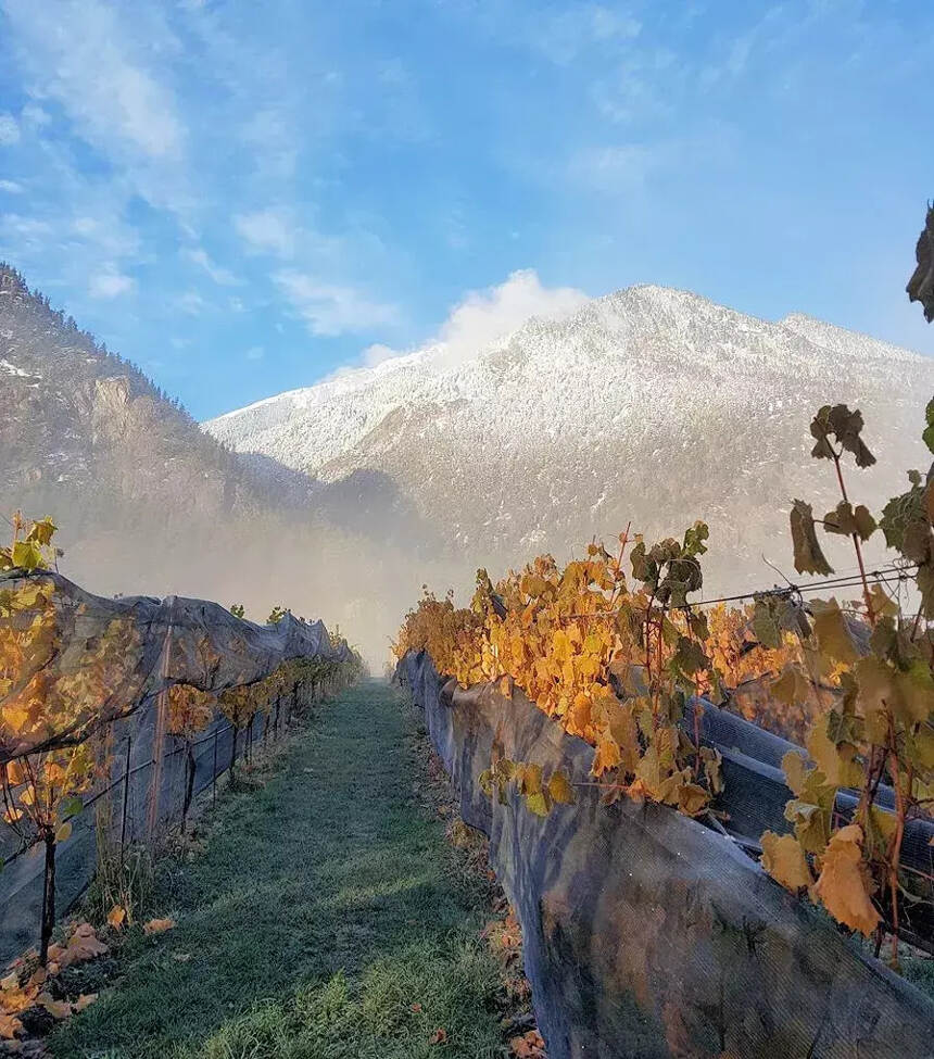 盘点全球10个最寒冷的葡萄酒产区