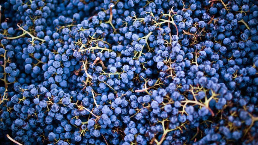 波尔多新增7个法定葡萄品种