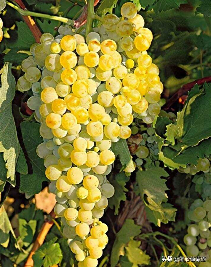 洒瓦滴诺葡萄酒,科普最常见的100种葡萄酒佳酿之一洒瓦滴诺葡萄酒