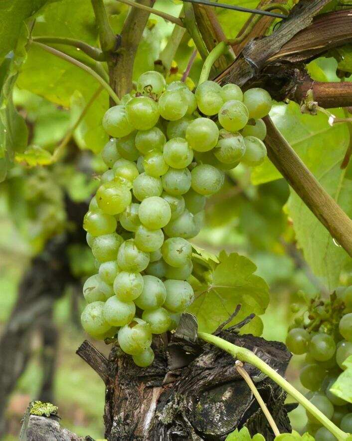 罗第丘的红葡萄酒为何要加白葡萄？