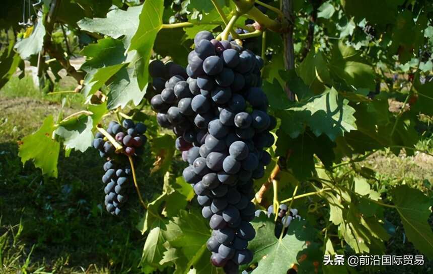 弗莱帕托葡萄酒，科普最常见的100种葡萄酒佳酿之弗莱帕托葡萄酒