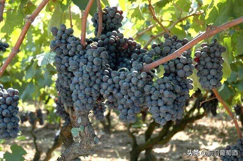 黑曼罗葡萄酒，科普最常见的100种葡萄酒佳酿之一黑曼罗葡萄酒