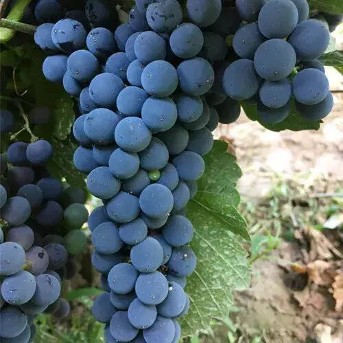 葡萄品种——赤霞珠的简历