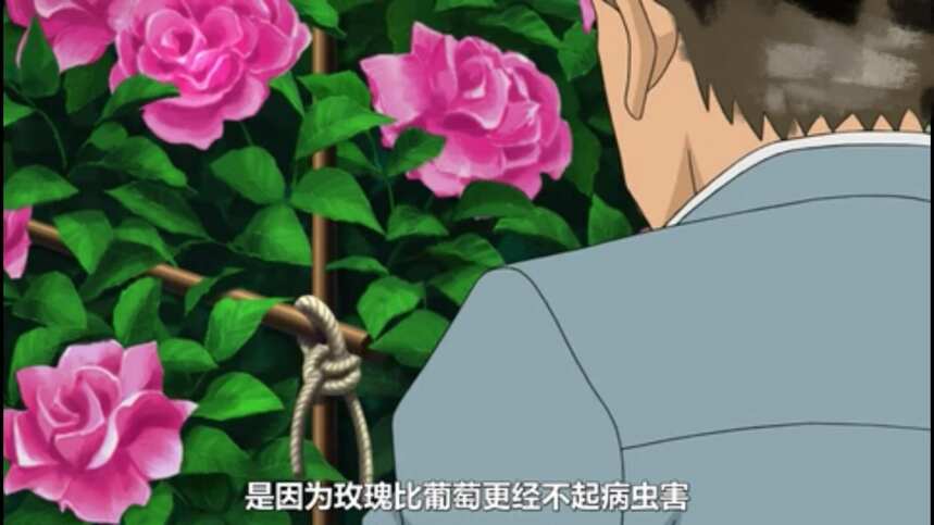 解惑丨葡萄园里为什么要种玫瑰花？