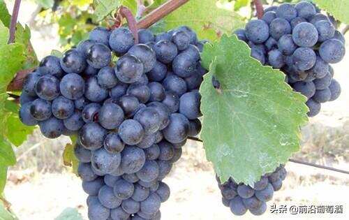 茨威格葡萄酒，科普最常见的100种葡萄酒佳酿之一的茨威格葡萄酒