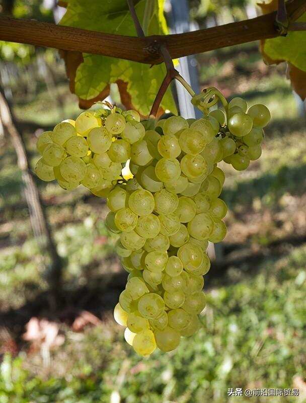 弗留利葡萄酒，科普最常见的100种葡萄酒佳酿之弗留利葡萄酒
