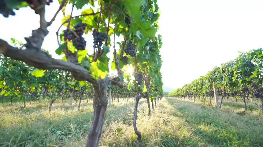 揭秘！你知道蓬莱产区最佳葡萄园，是怎样炼成的吗？