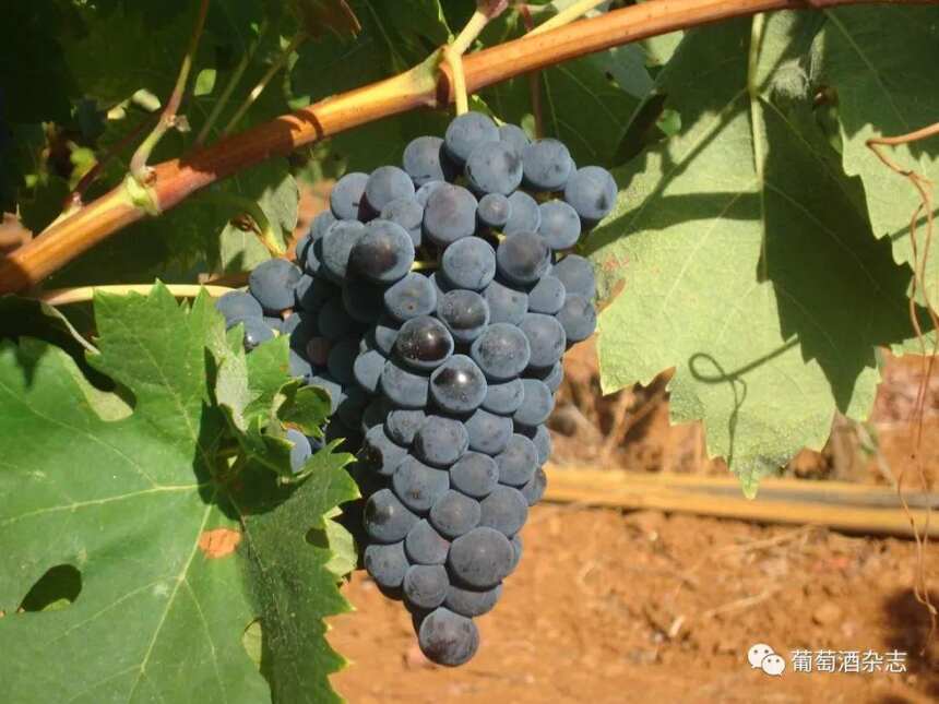 葡萄牙特茹产区：源自河流滋养，精于美酒传承