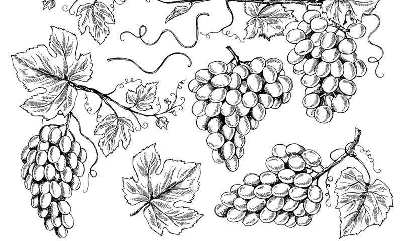 WINE NEWS丨见证历史！自然葡萄酒终于在法国得到正名……