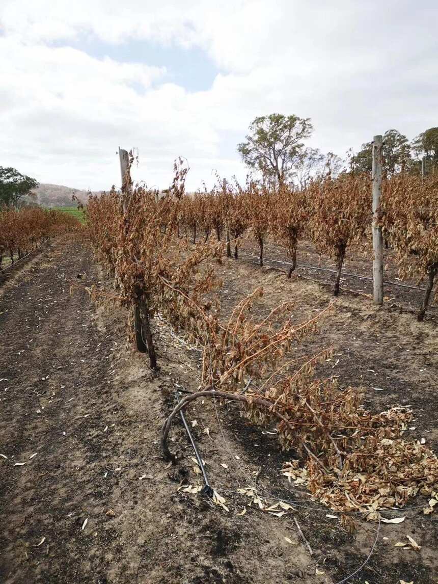 澳洲有酒庄受山火影响葡萄损失80%，2020整体减产成定局？