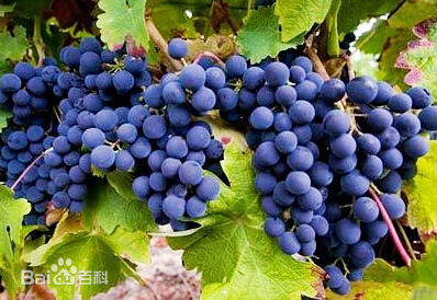 著名的拉菲葡萄酒中有70%都是它