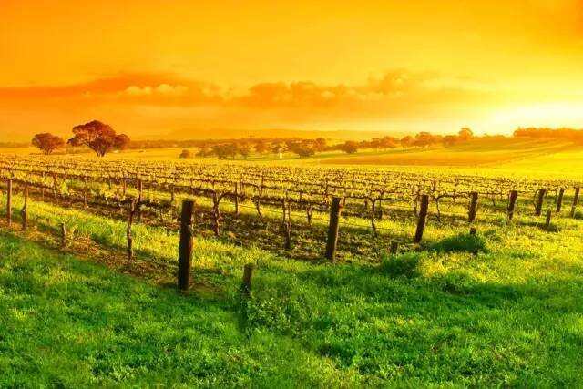 澳大利亚巴罗萨谷：将西拉葡萄酒做到世界之最