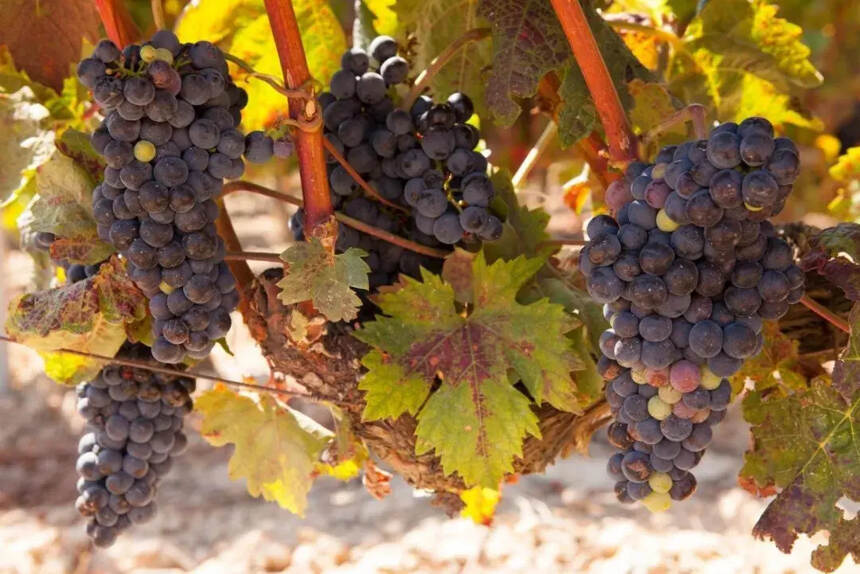 深度：葡萄酒的有机种植、生物动力法，到底是什么意思