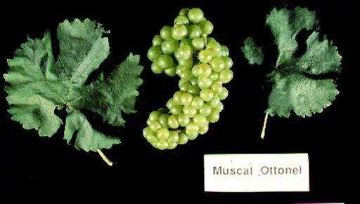 最有“葡萄味儿”的葡萄品种——Muscat家族和它的“假亲戚”们