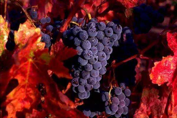 仙粉黛：美国“国宝级”传奇葡萄品种