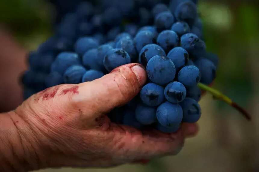 巴贝拉：意大利极具特色的“平民”葡萄品种