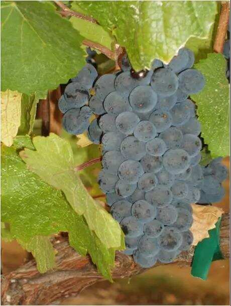 朱卫东：世界八个主要酿造葡萄酒的国际品种